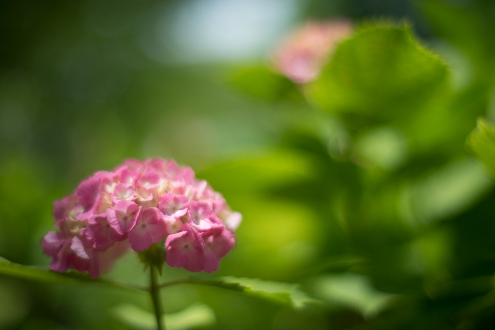 α7II + Kistar 55mm F1.2　絞り優先AE　F1.2　1/4000秒　ISO100　AWB　RAW　開放撮影の浮遊感のある描写は、トミノンのテイストを忠実に受け継いでいる。新品で変える旧車のようなレンズだ。