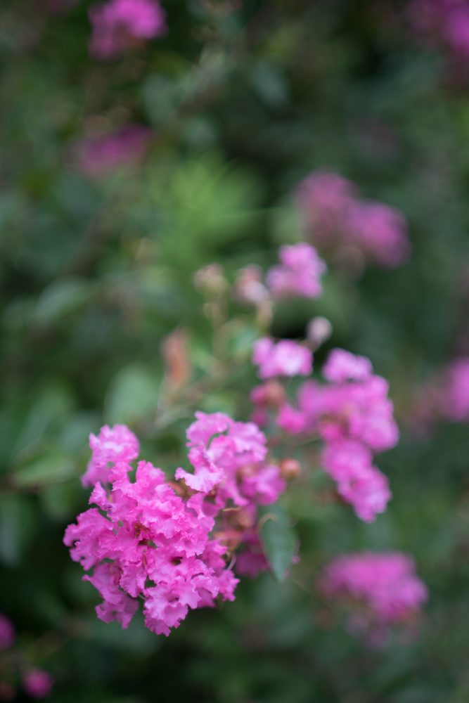α7II + Kistar 35mm F1.4　絞り優先AE　F1.4　1/2000秒　ISO100　AWB　RAW　開放近接でピントを合わせた。周辺部にピントを持ってきたが、しっかりと解像している。10枚羽根で円形に近い絞りを採用しており、なめらかかつ味わいのあるボケ味だ。